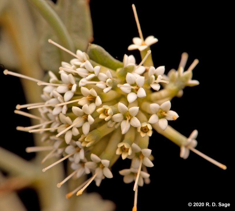 Asynthema gracile photo 2