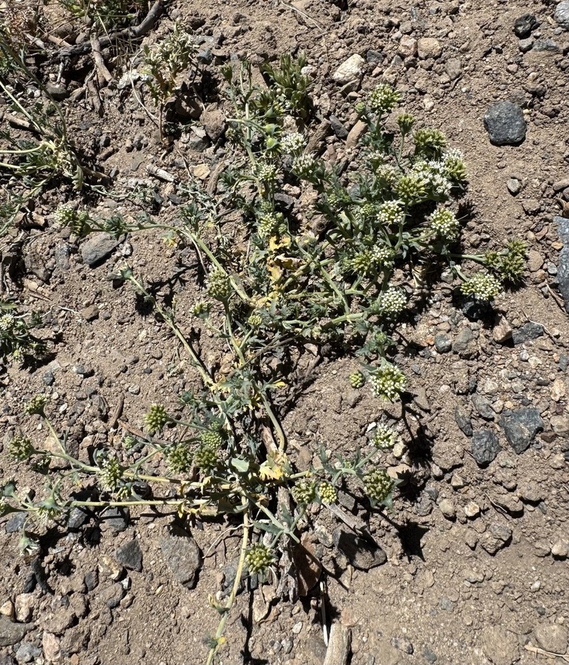 Asynthema gracile photo 3