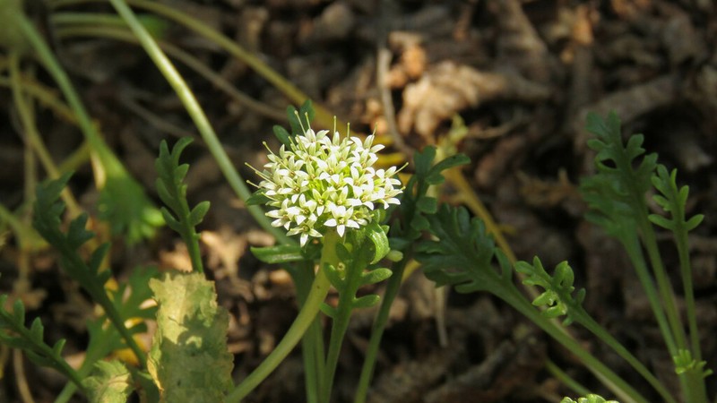 Asynthema gracile photo 5