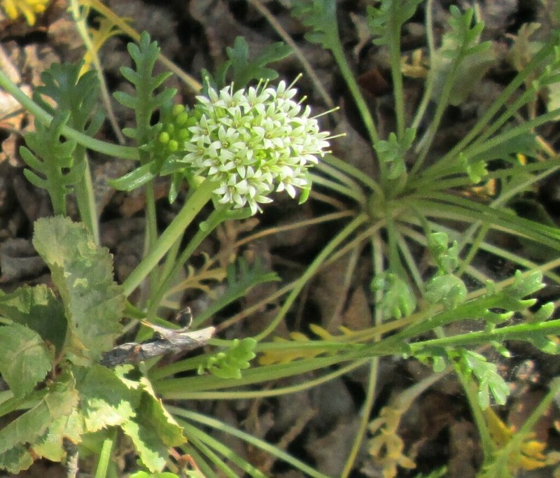 Asynthema gracile photo 6