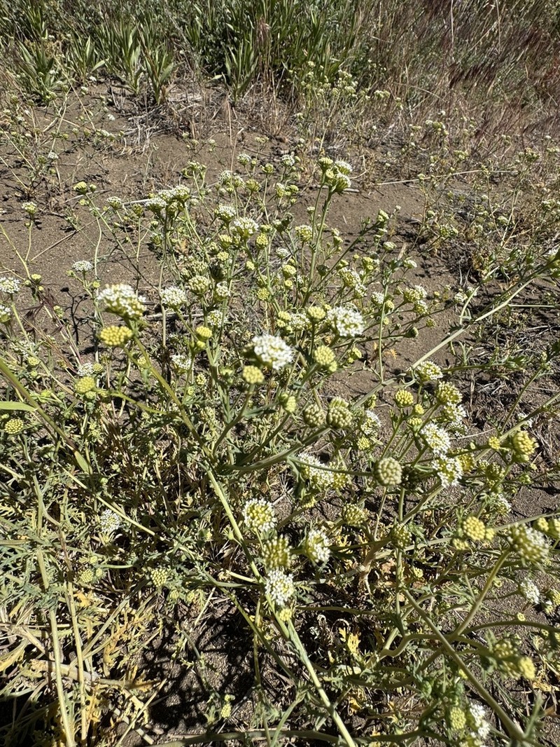 Asynthema gracile photo 7
