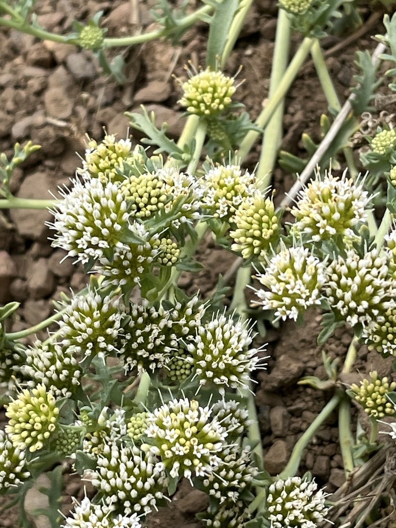 Asynthema gracile photo 8