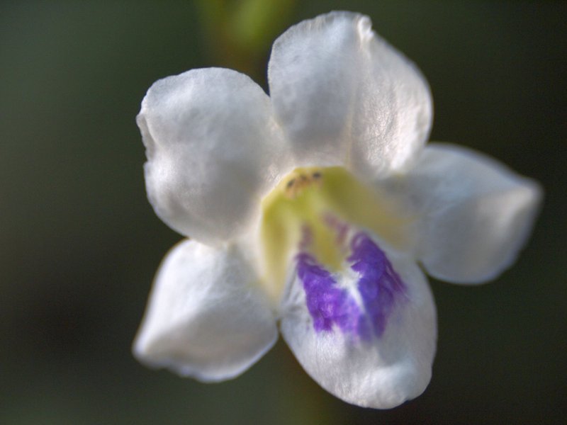 Chinese Violet photo 2