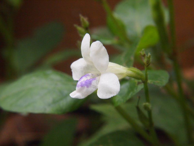Chinese Violet photo 3