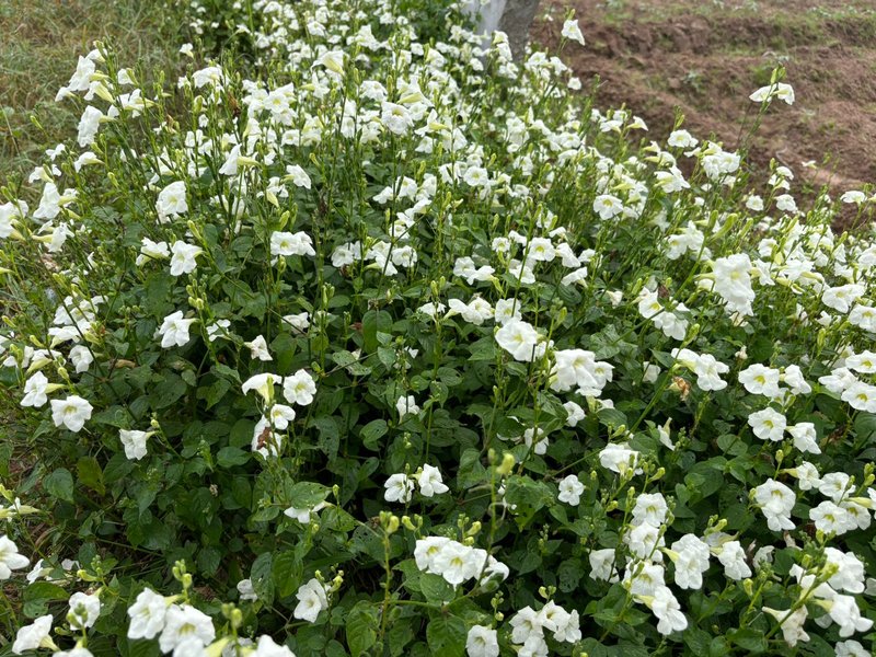 Chinese Violet photo 4