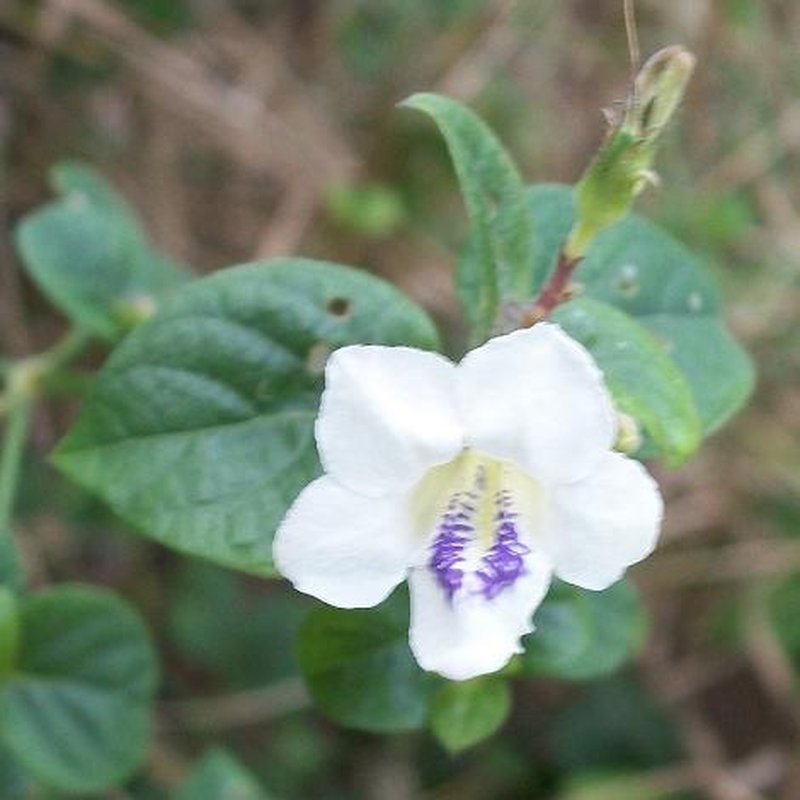 Chinese Violet