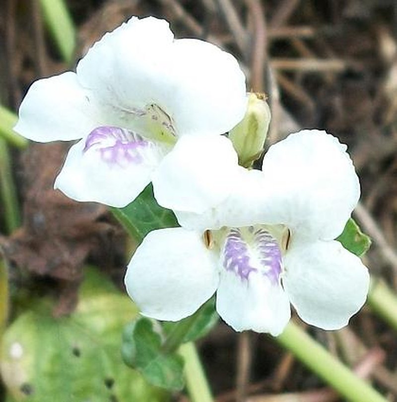 Chinese Violet photo 5