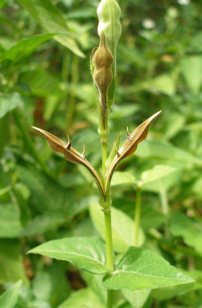 Chinese Violet photo 6