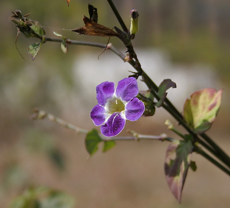 Chinese Violet photo 7