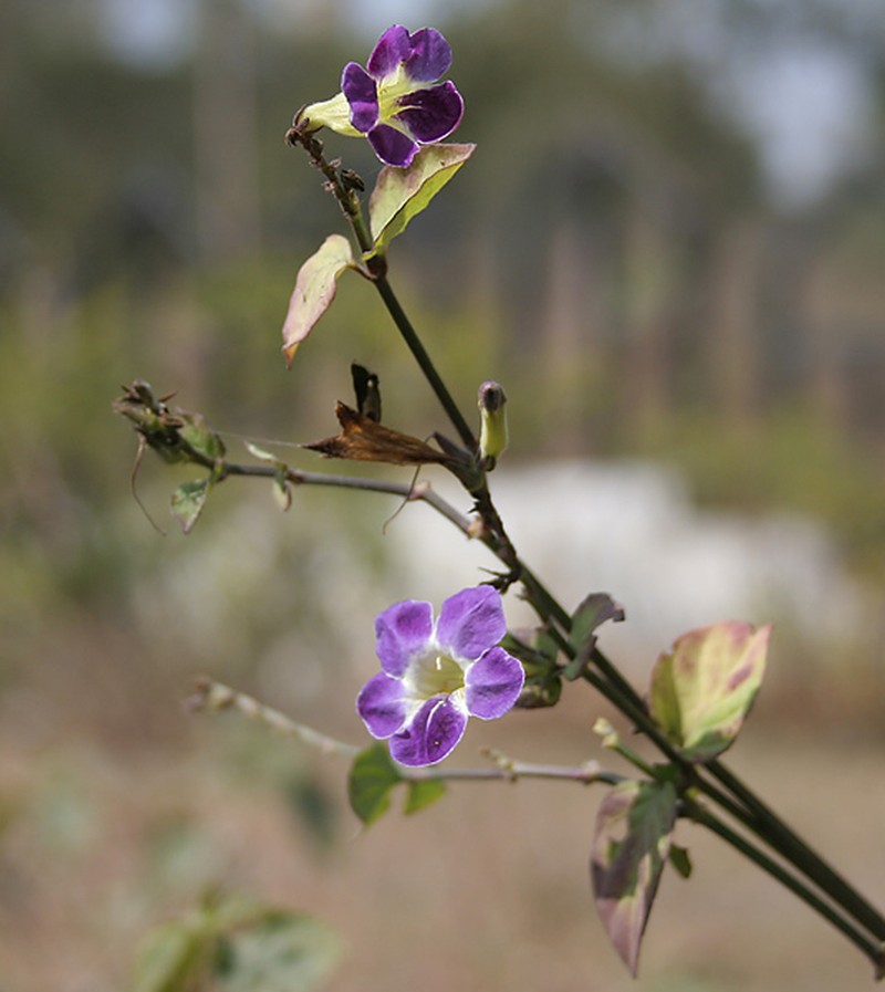 Chinese Violet photo 8