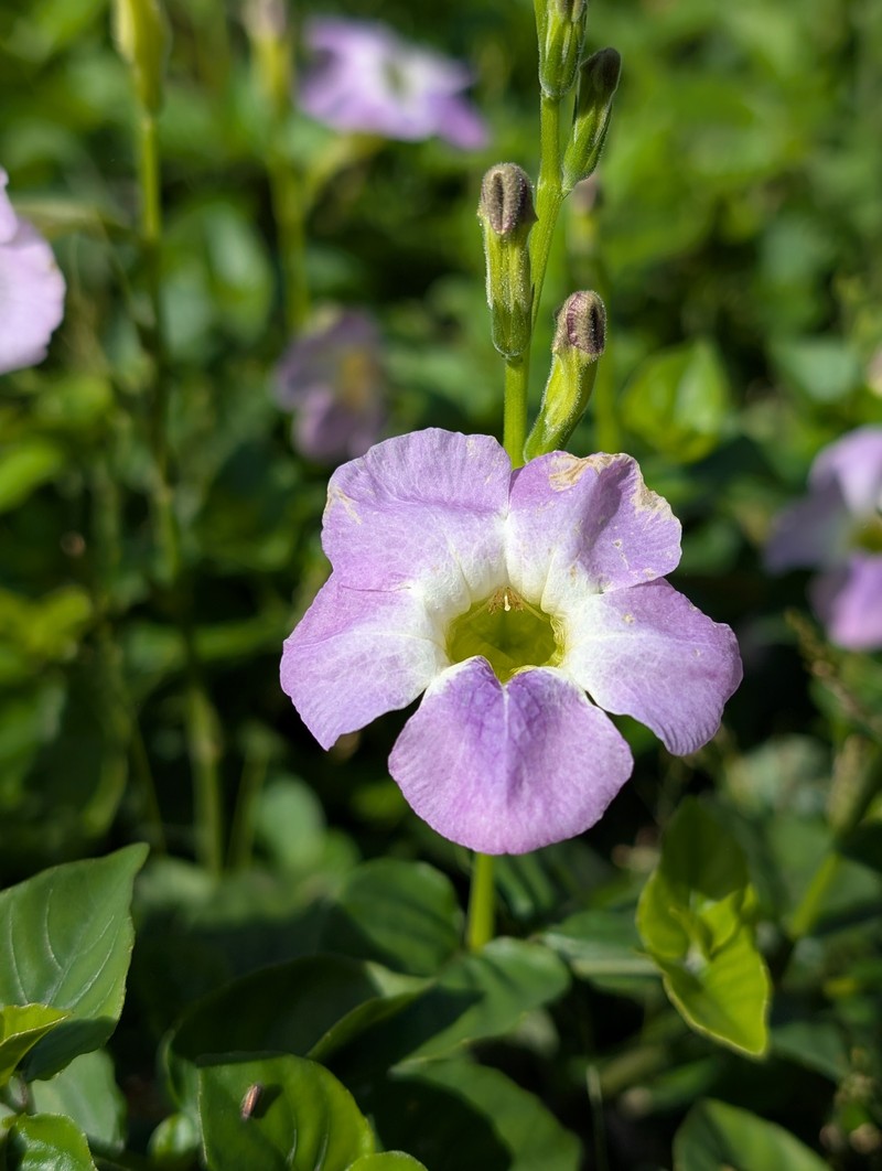 Asystasia gangetica var. gangetica