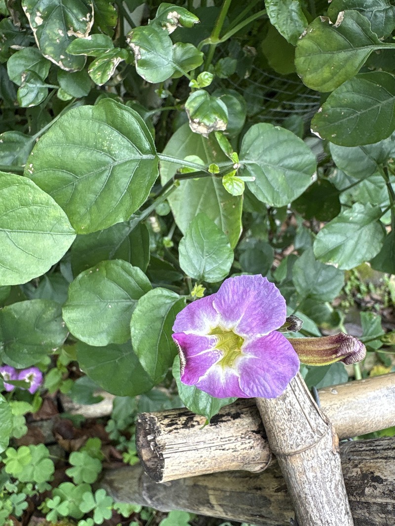 Asystasia gangetica var. gangetica photo 2