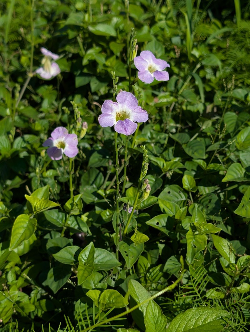 Asystasia gangetica var. gangetica photo 3