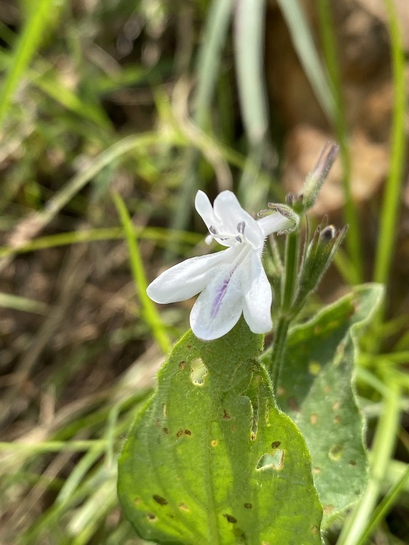 Asystasia hirsuta