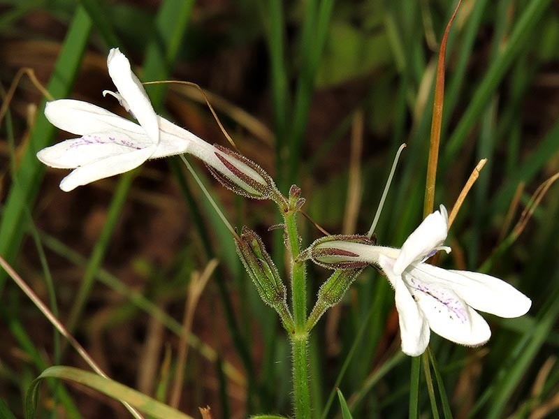 Asystasia hirsuta photo 2