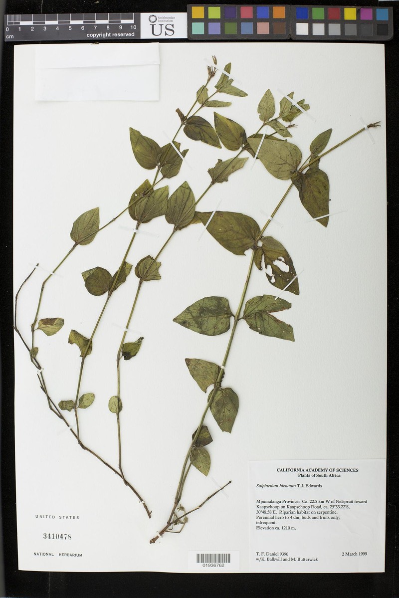 Asystasia hirsuta photo 5