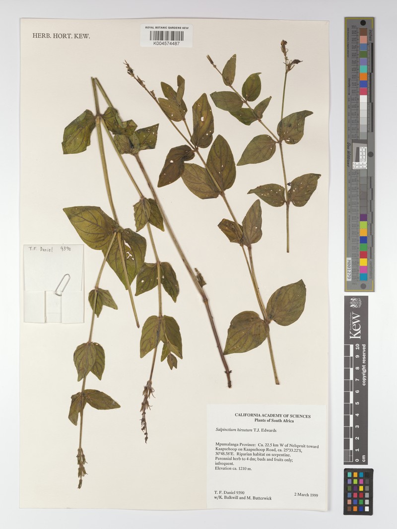 Asystasia hirsuta photo 6