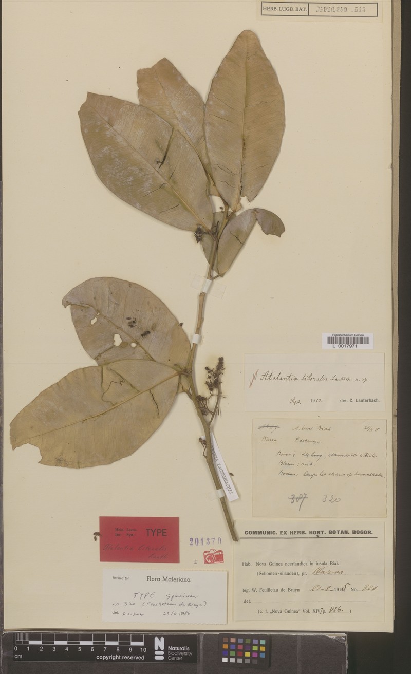 Atalantia lauterbachii