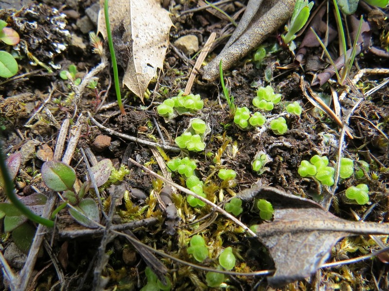 Athalamia hyalina