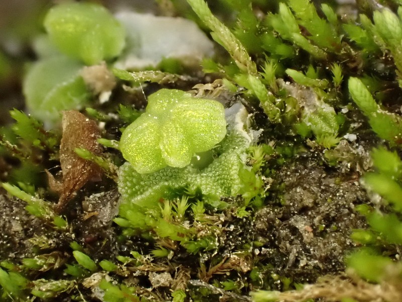 Athalamia hyalina photo 2