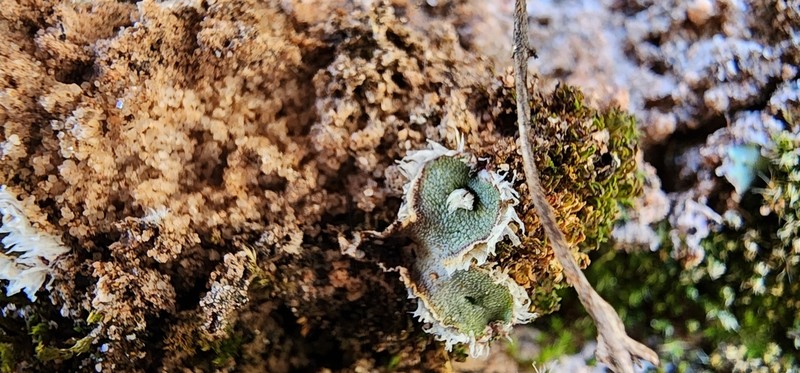 Athalamia hyalina photo 3