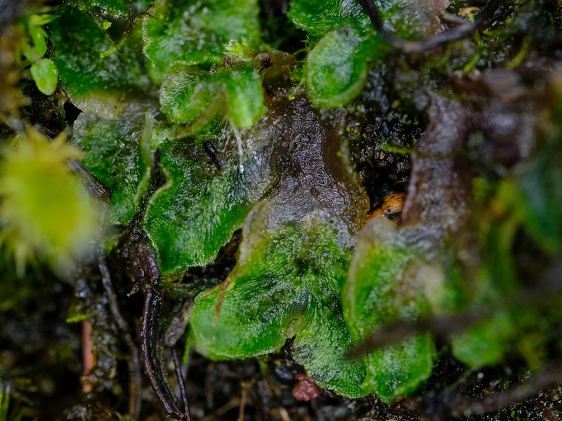 Athalamia hyalina photo 4