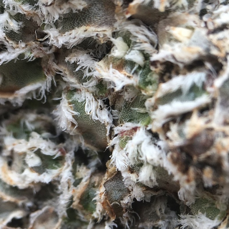 Athalamia hyalina photo 5