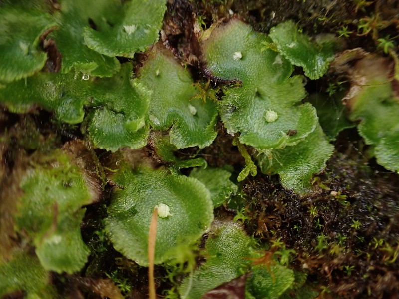 Athalamia hyalina photo 6