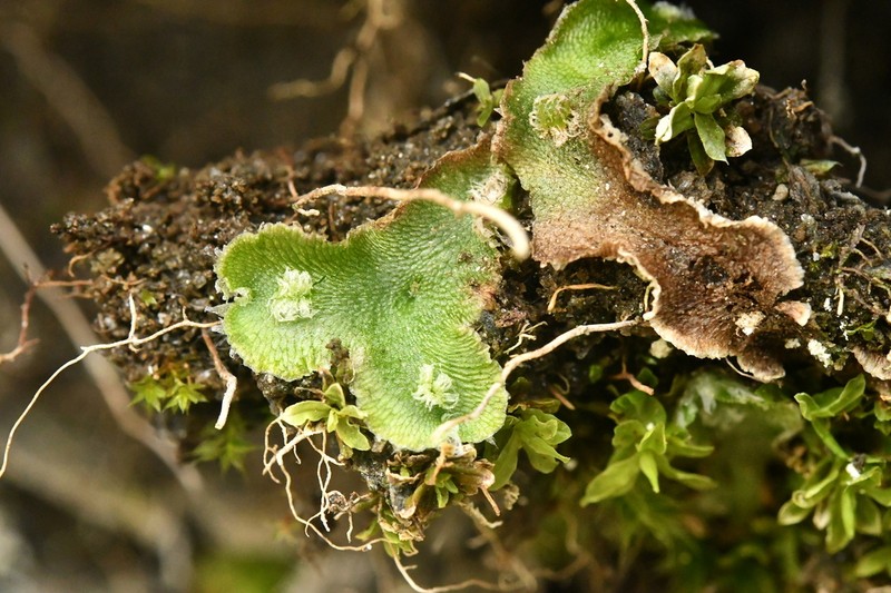 Athalamia hyalina photo 7