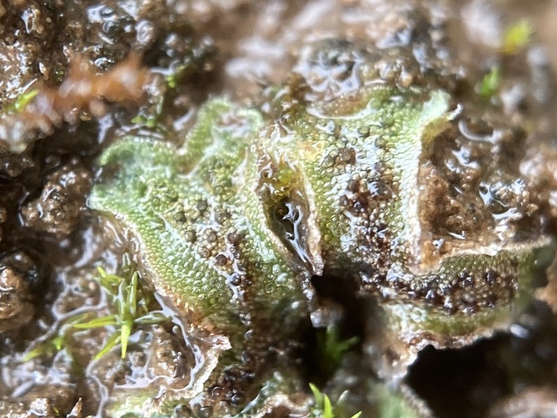 Athalamia hyalina photo 8