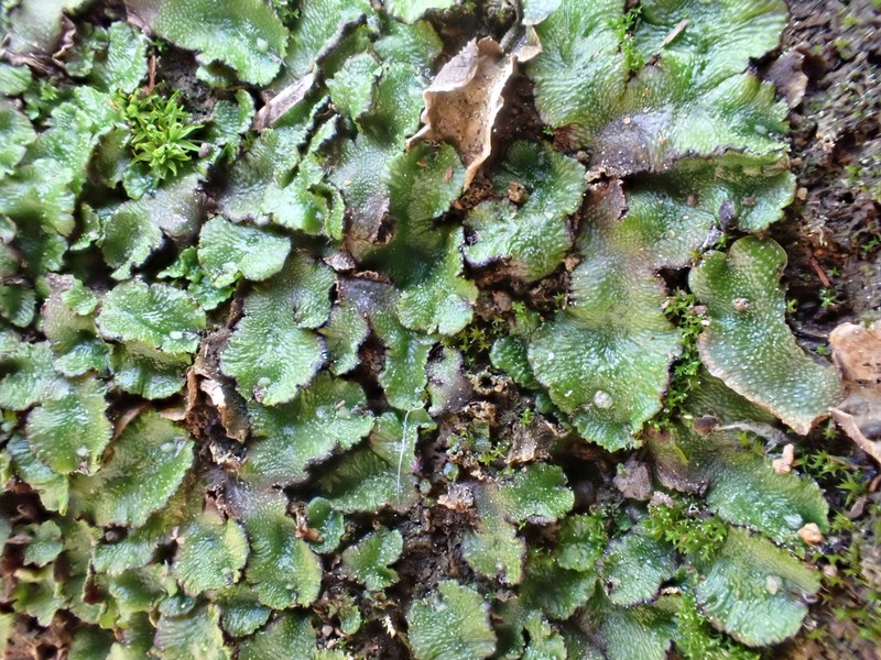 Athalamia pygmaea