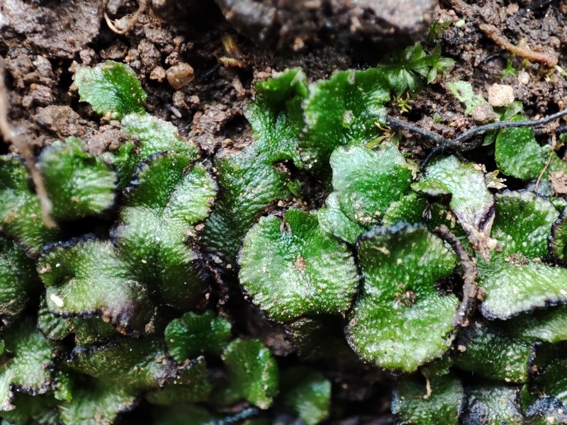 Athalamia pygmaea photo 2