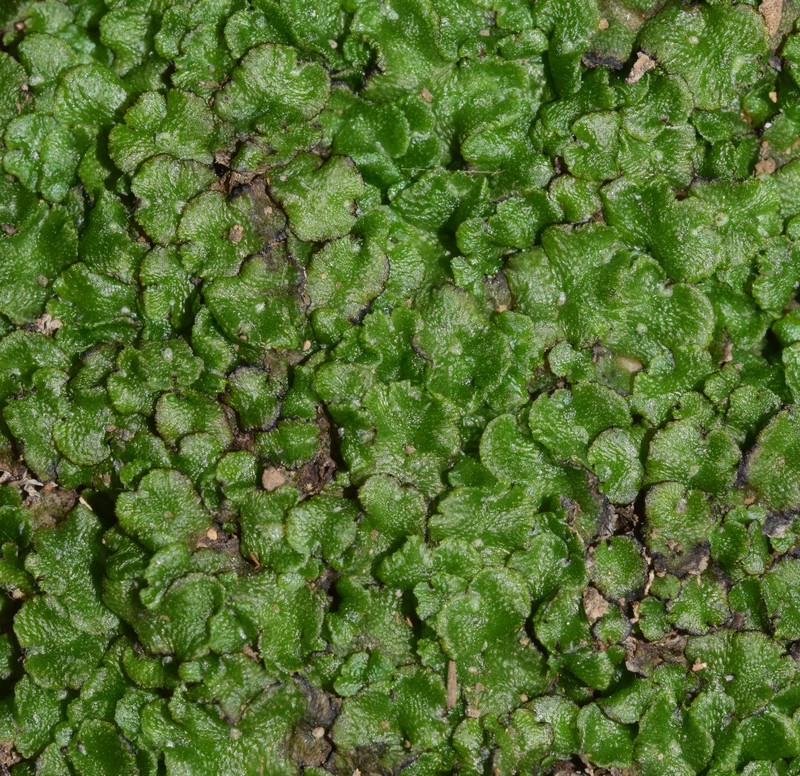 Athalamia pygmaea photo 3