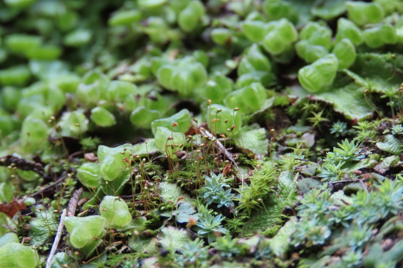 Athalamia pygmaea photo 4