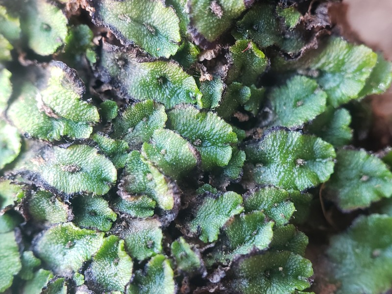 Athalamia pygmaea photo 5