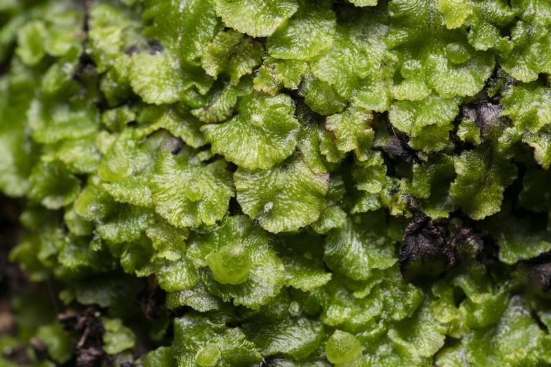 Athalamia pygmaea photo 6