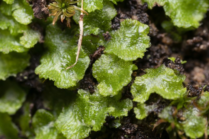 Athalamia pygmaea photo 7