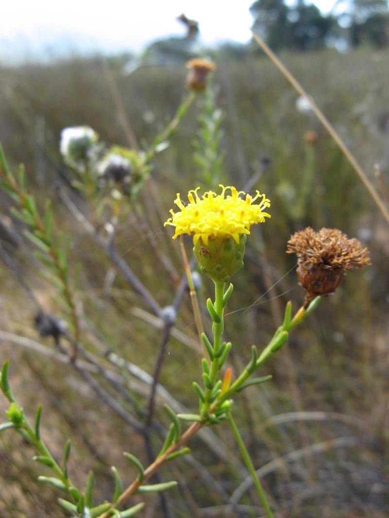 Athanasia adenantha