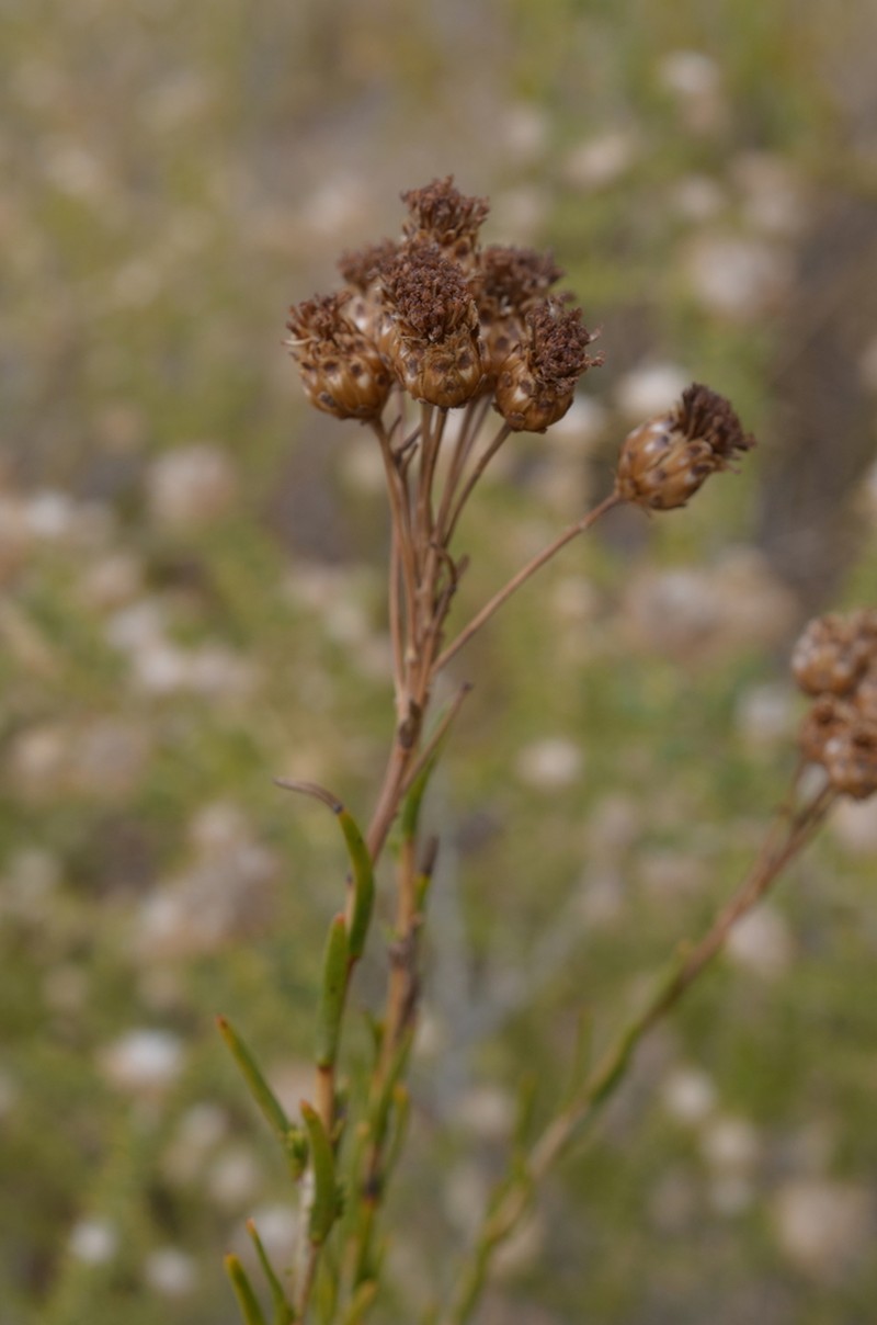 Athanasia adenantha photo 4