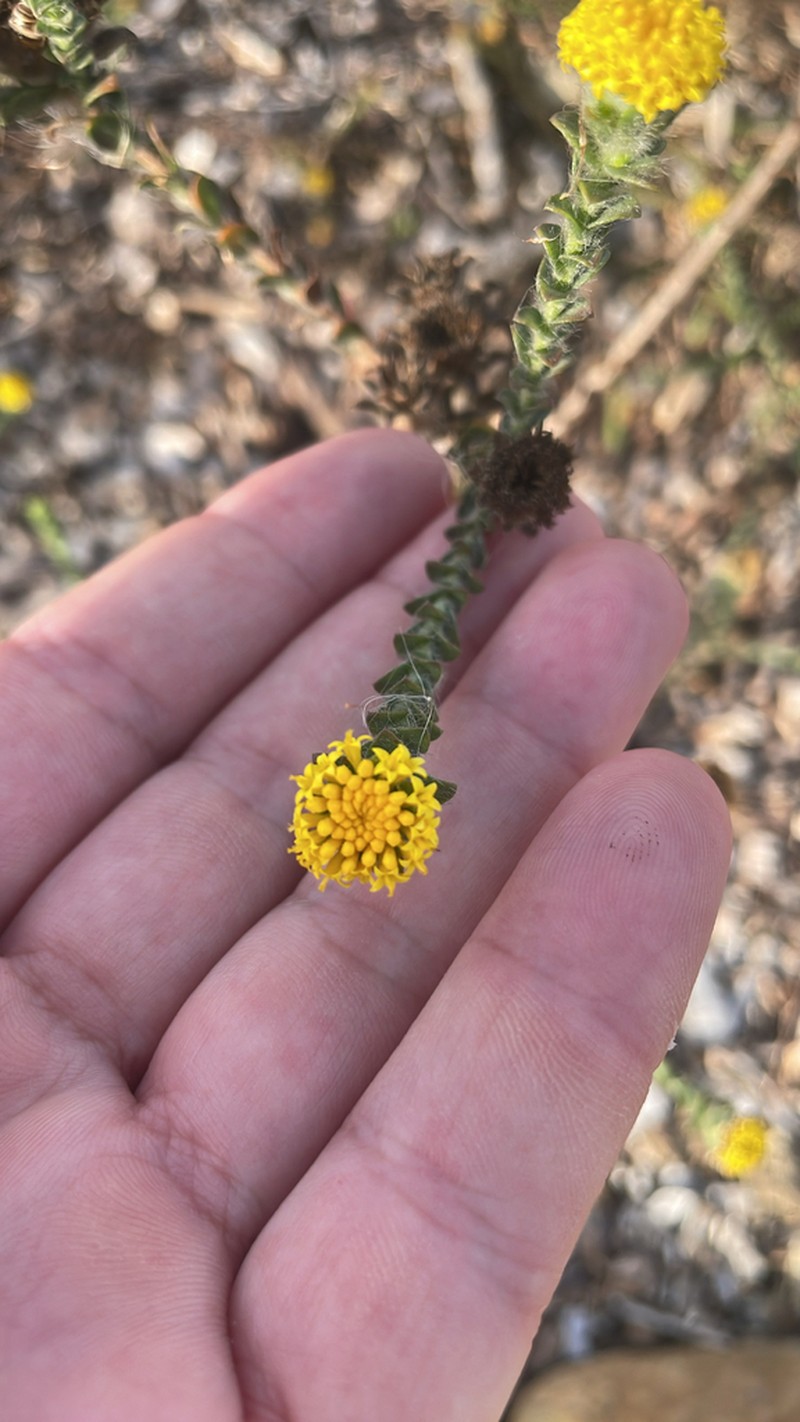 Athanasia capitata