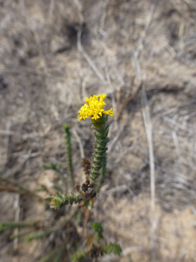 Athanasia capitata photo 2