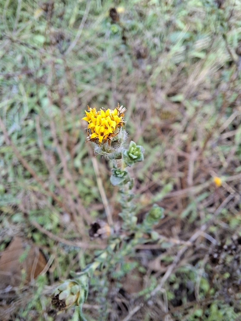 Athanasia capitata photo 5