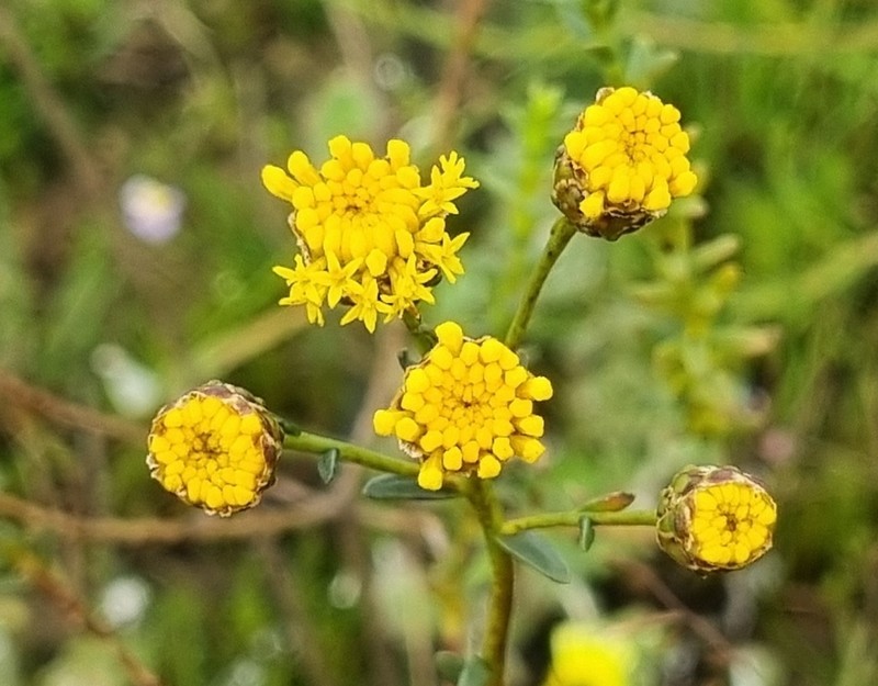 Athanasia crenata