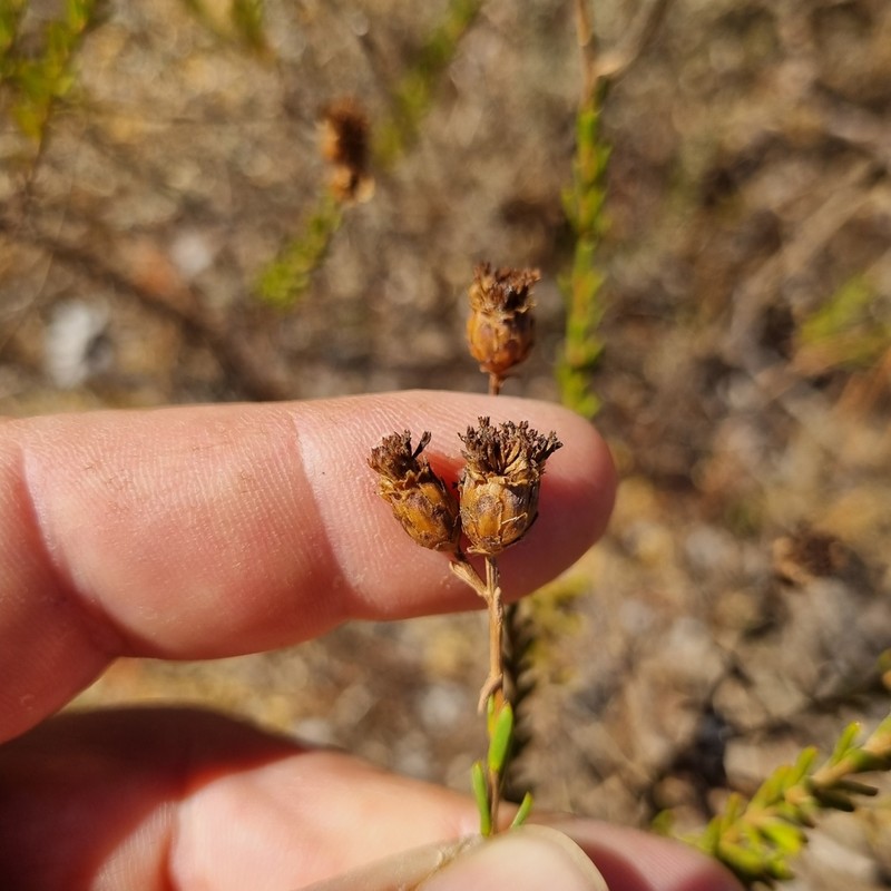 Athanasia crenata photo 2