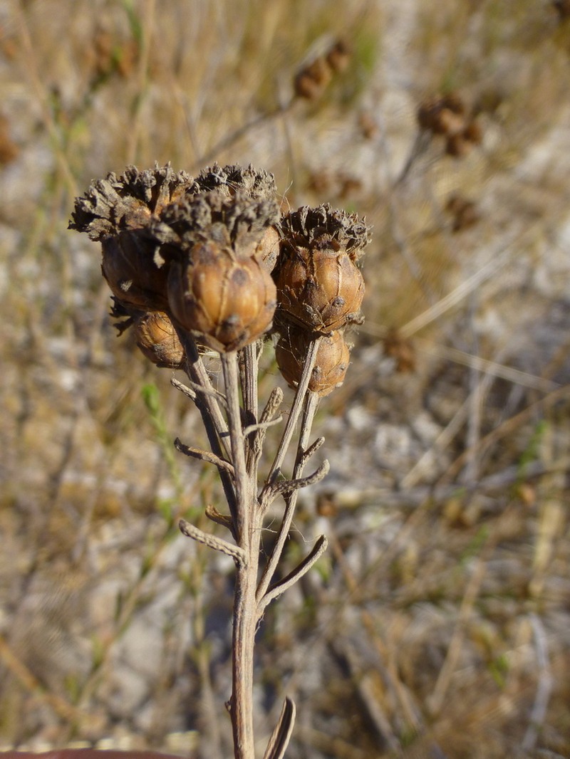 Athanasia crenata photo 3