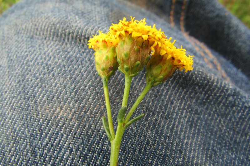 Athanasia crenata photo 4
