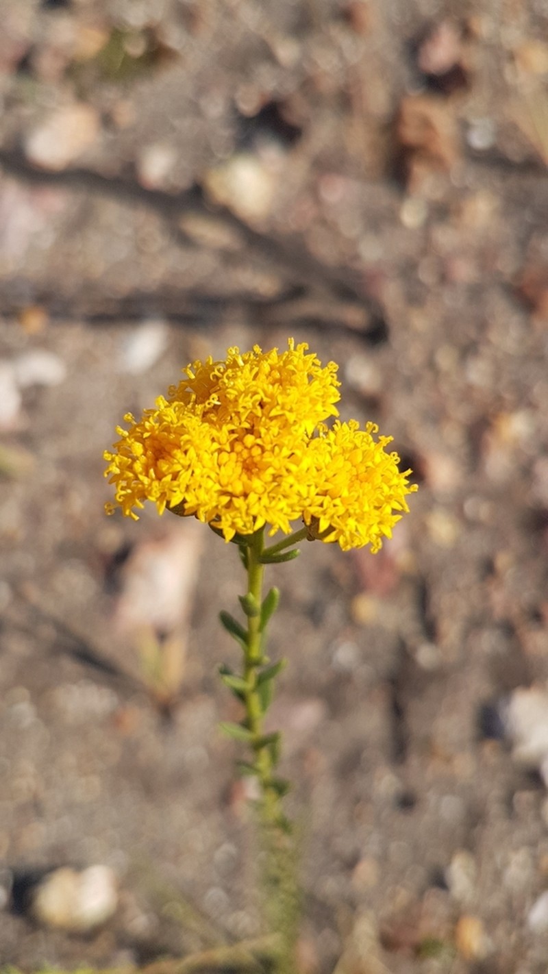 Athanasia crenata photo 5