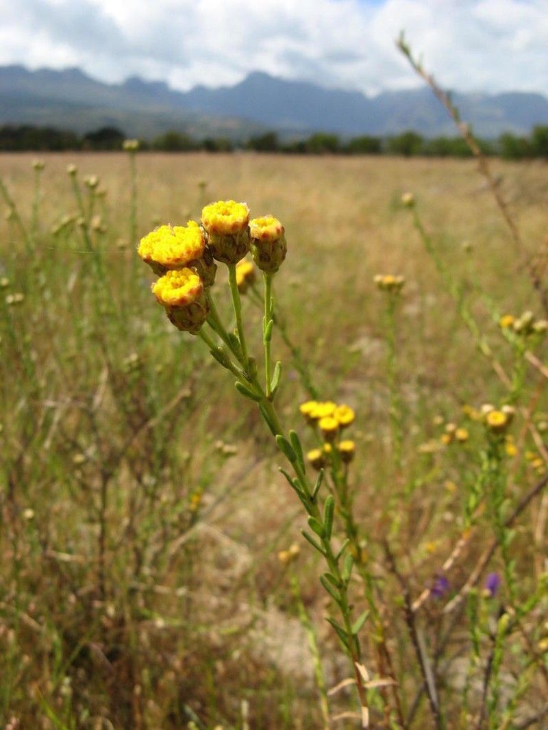 Athanasia crenata photo 6
