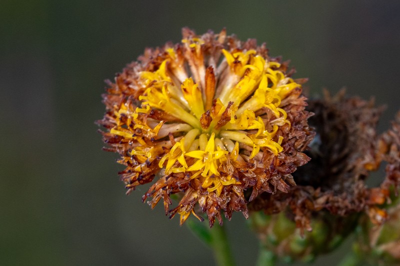 Athanasia crenata photo 7