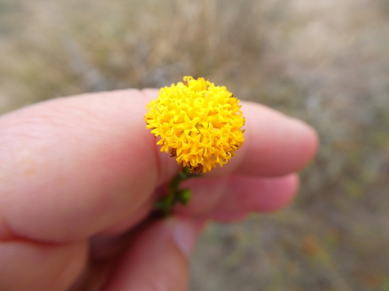 Athanasia crenata photo 8